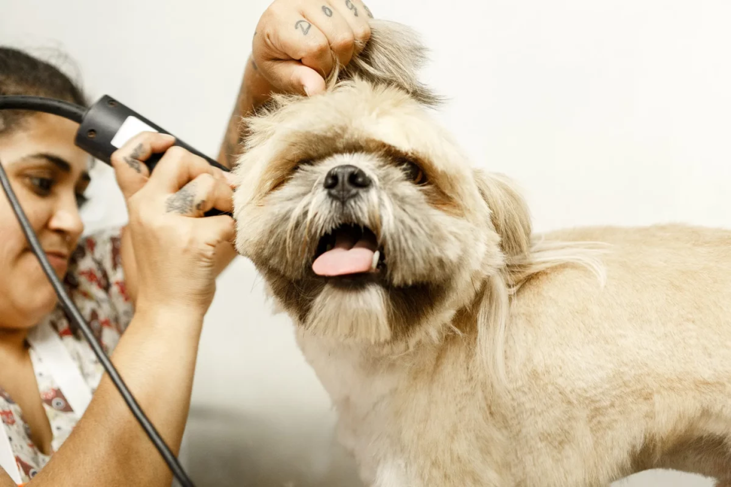 Clubinho Pet Banho e Tosa (Demonstrativo)